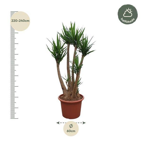Yucca Elephantipes