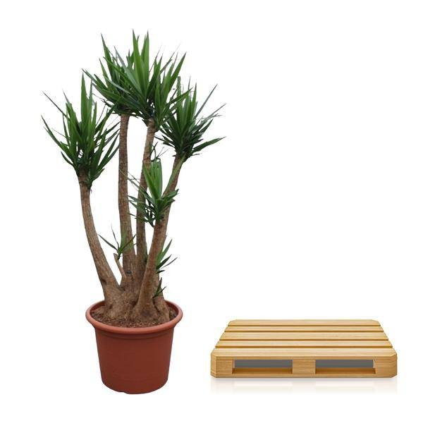 Yucca Elephantipes