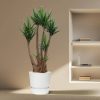Yucca Elephantipes