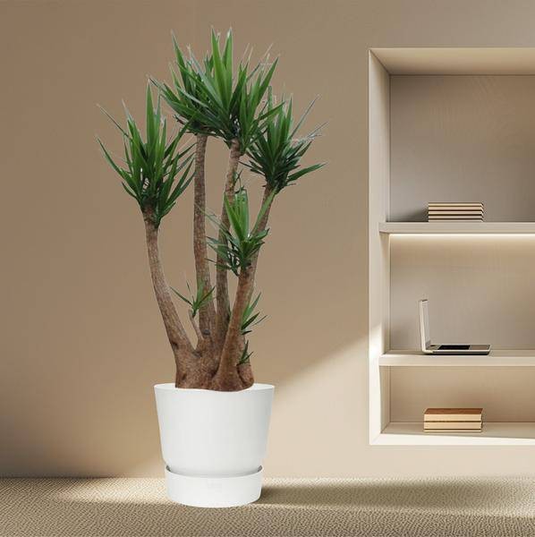 Yucca Elephantipes