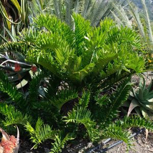 Encephalartos latifrons