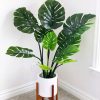 MONSTERA PLANT