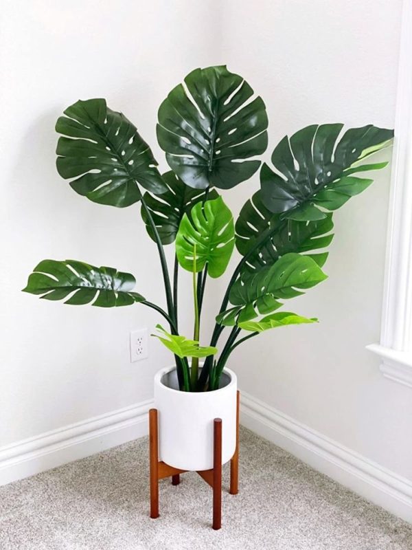 MONSTERA PLANT