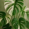 MONSTERA PLANT