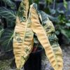 Philodendron Araceae