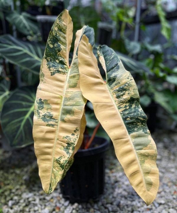 Philodendron Araceae