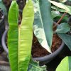 Philodendron Araceae