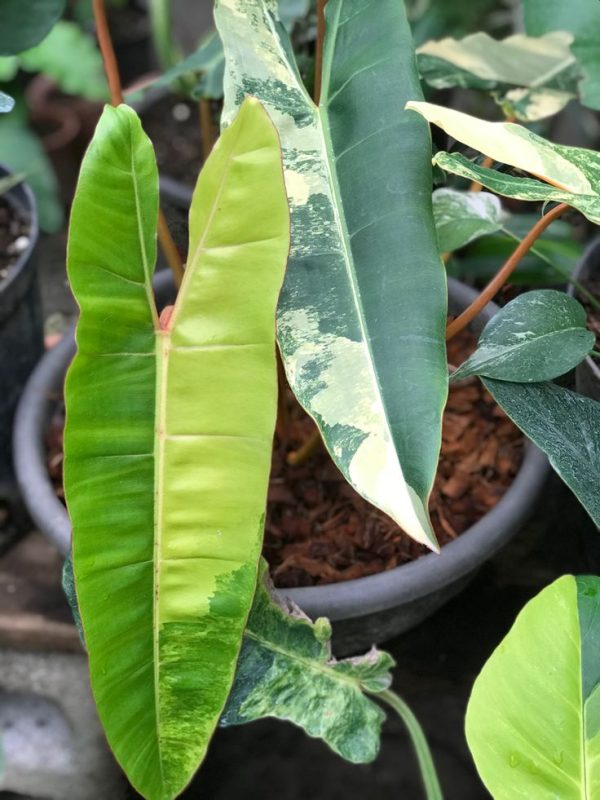 Philodendron Araceae