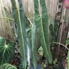 Philodendron Araceae