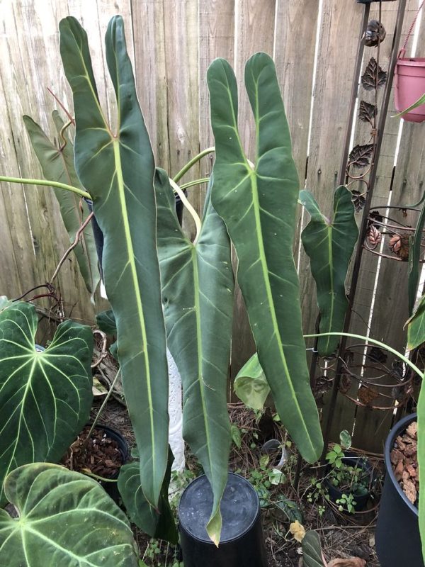 Philodendron Araceae