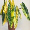 Philodendron Araceae
