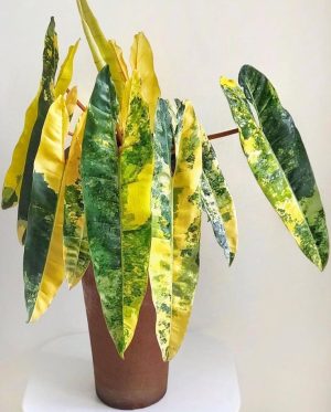 Philodendron Araceae