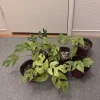 Rhaphidophora tetrasperma variegata