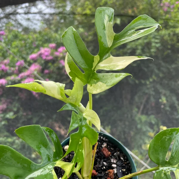 Rhaphidophora tetrasperma variegata