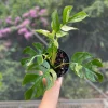 Rhaphidophora tetrasperma variegata