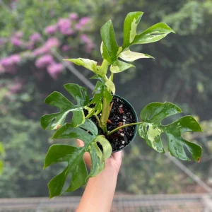 Rhaphidophora tetrasperma variegata