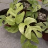 Rhaphidophora tetrasperma variegata
