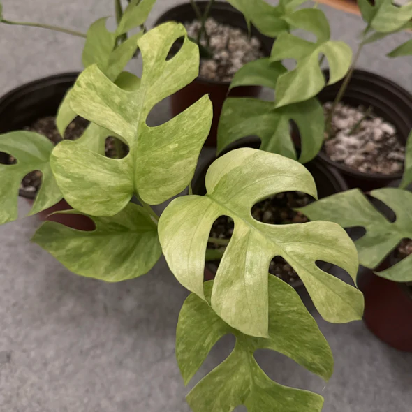 Rhaphidophora tetrasperma variegata