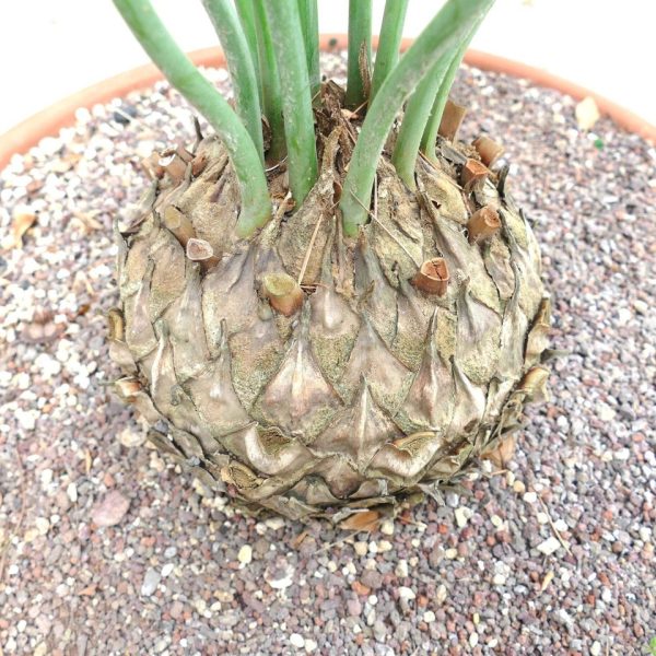 Encephalartos friderici-guilielmi seeds