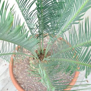 Encephalartos friderici-guilielmi seeds